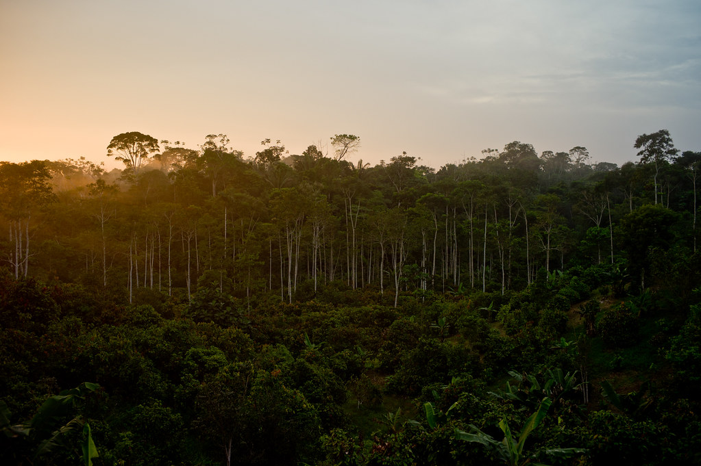 Cacao Tree Plantation