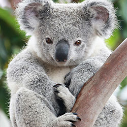 koala on branch