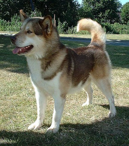 standing greenland dog