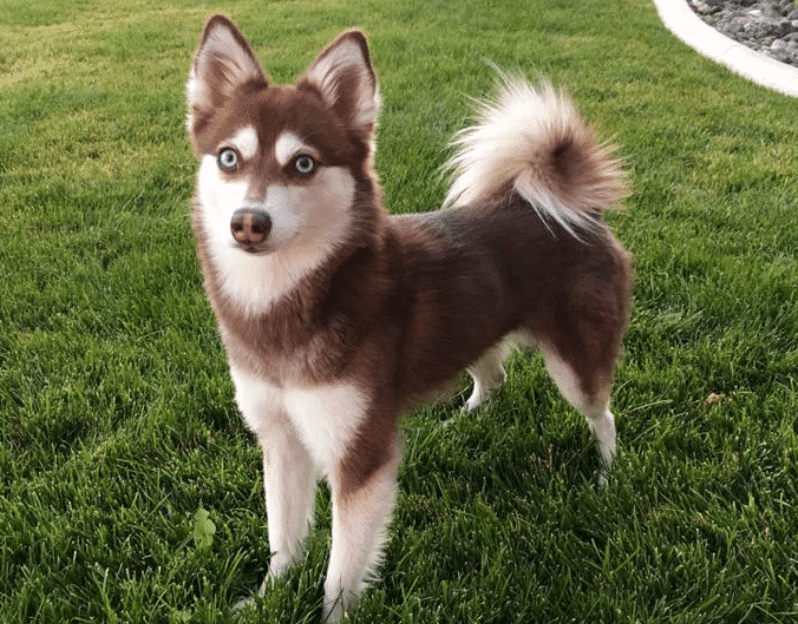 klee kai dog