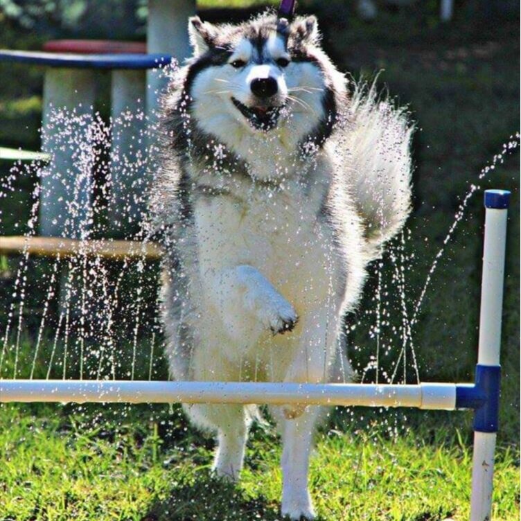 dog playing in water