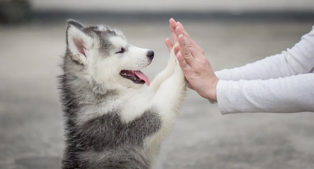 husky puppy