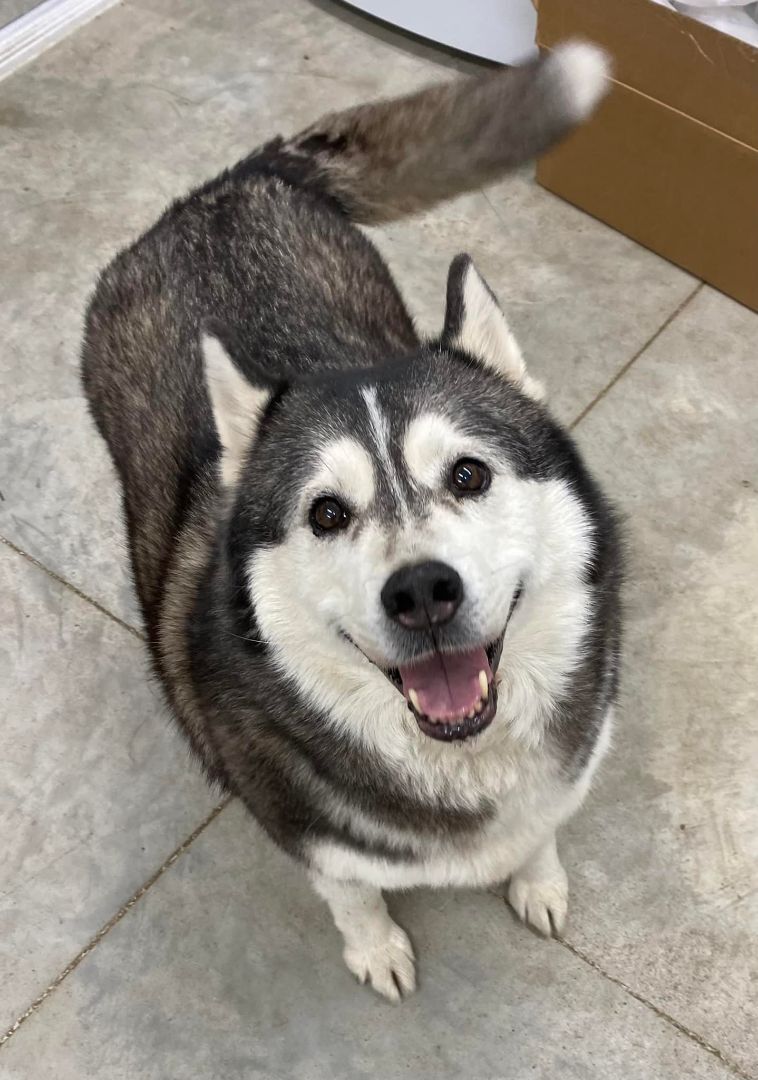 husky smiling