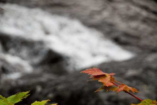 colorized leaves on grayscale