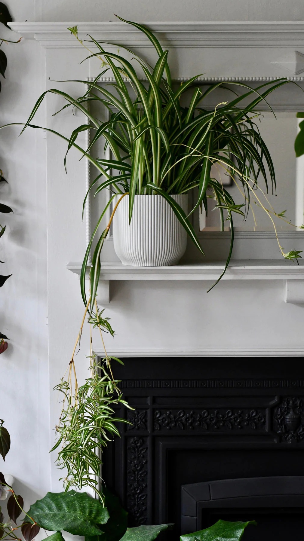 plant on mantel